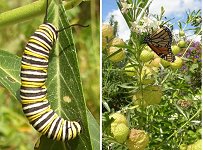 [Monarch caterpillar, butterfly, from http://www.tansey.co.nz/index.php/2005/03/26/exteme-teaching/]