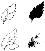 [leaf collage]