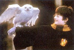[Harry and his post owl]