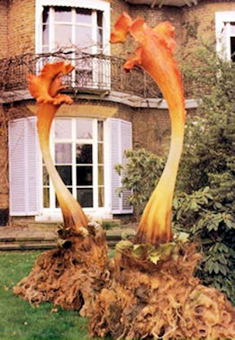 [two triffids]